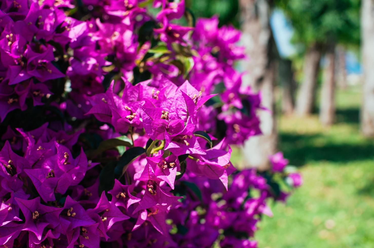 Pink flowers in bloom in park on sunny summer day photo