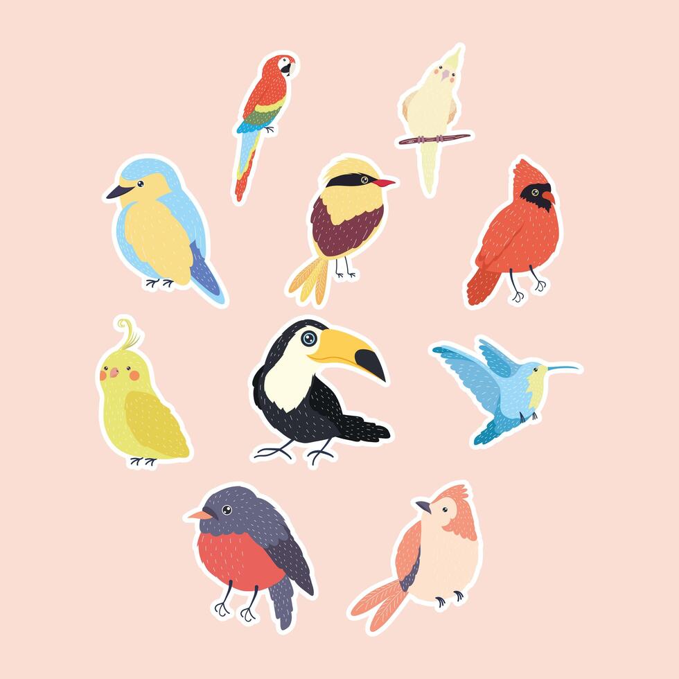 ten birds species vector