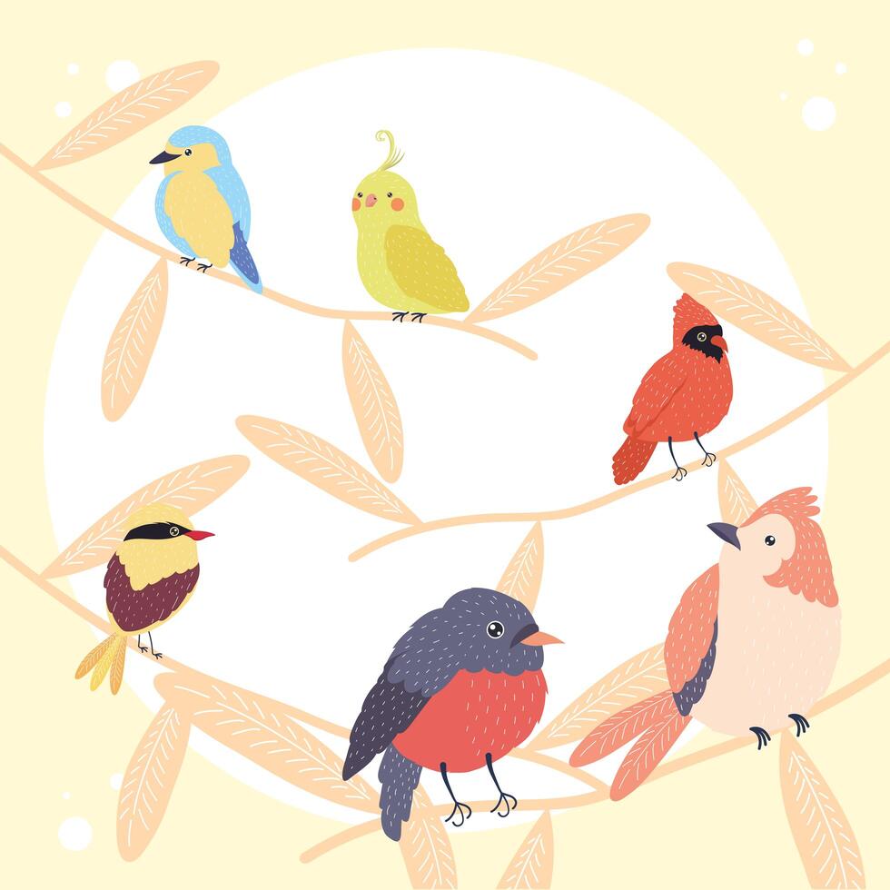 five birds species vector