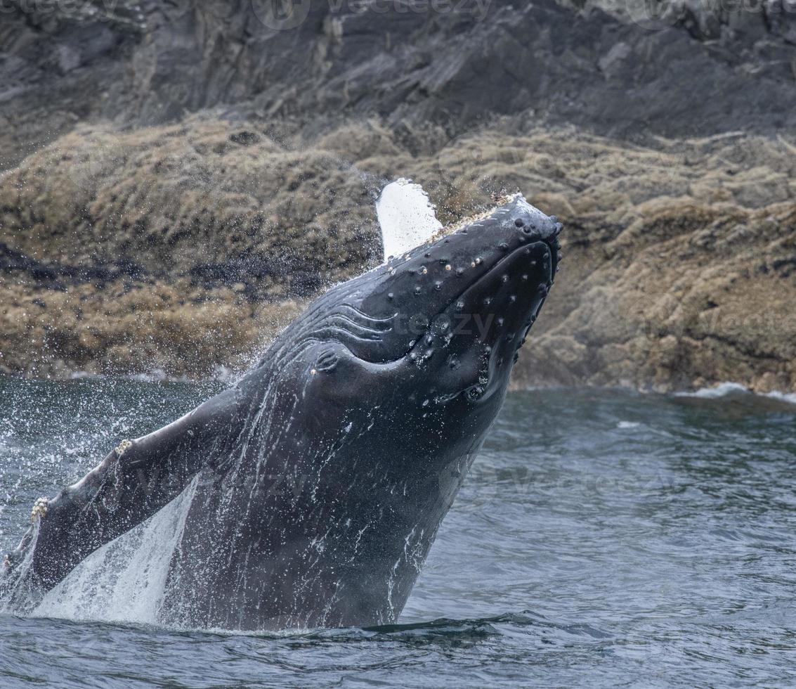 Breaching Baby Humpback Whale photo