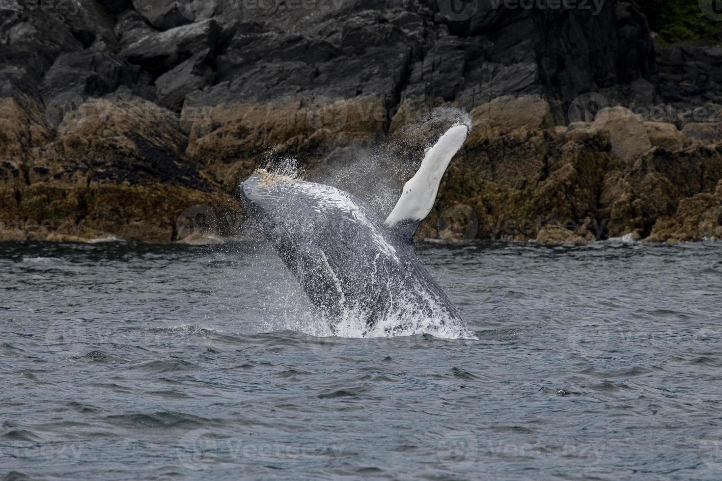Breaching Humpback Whale Baby photo