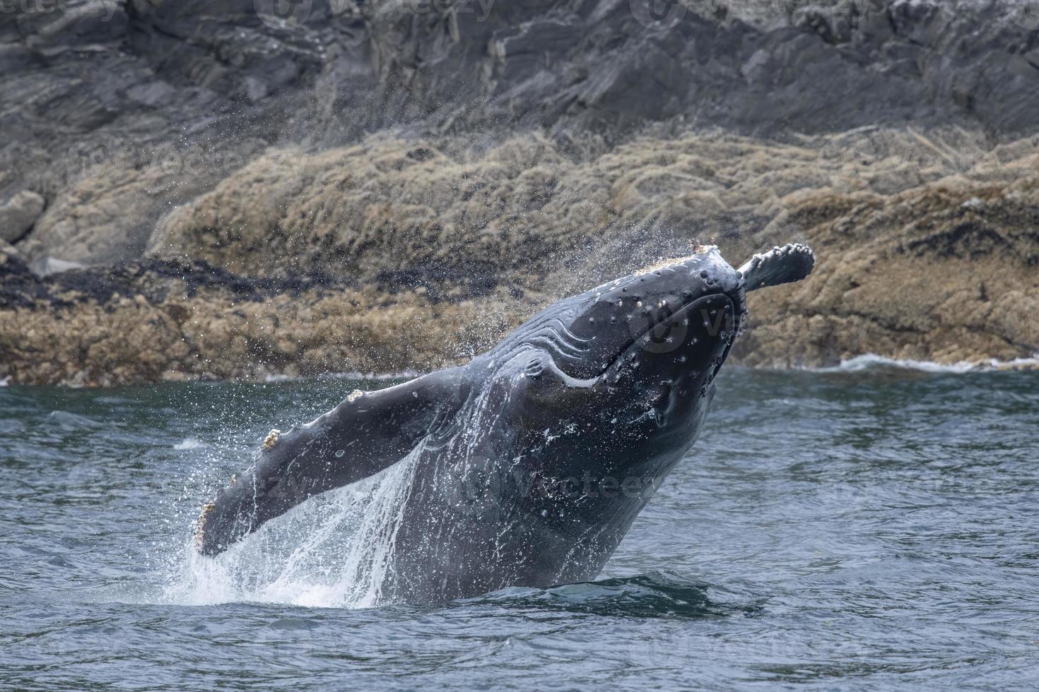 Breaching Baby Humpback Whale photo