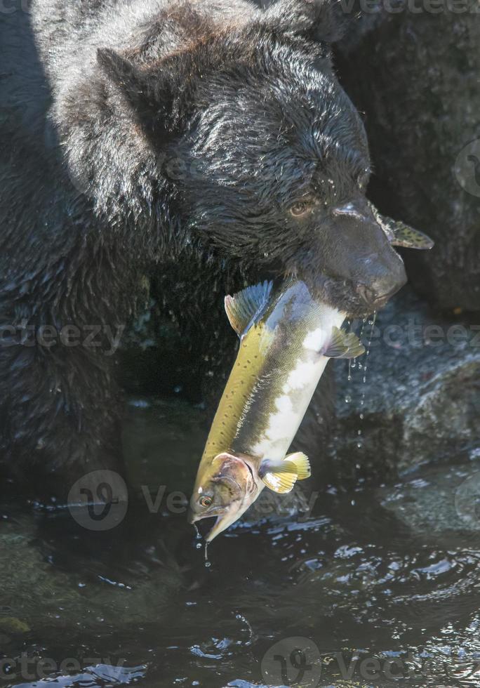 Old Black Bear Fishing at Anan Creek photo