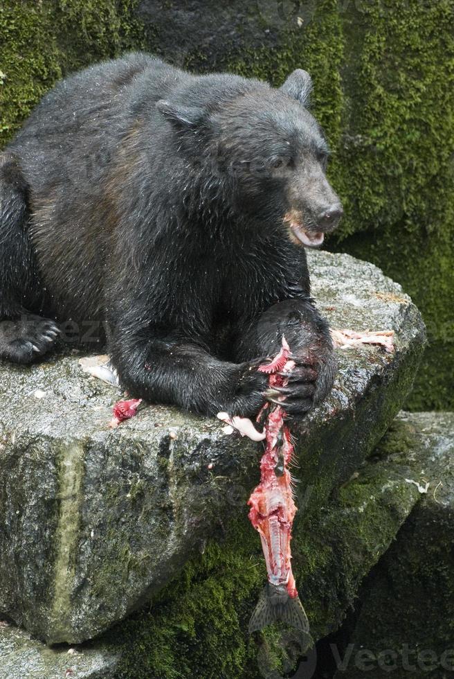 Oso negro desordenado comiendo salmón, anan creek foto