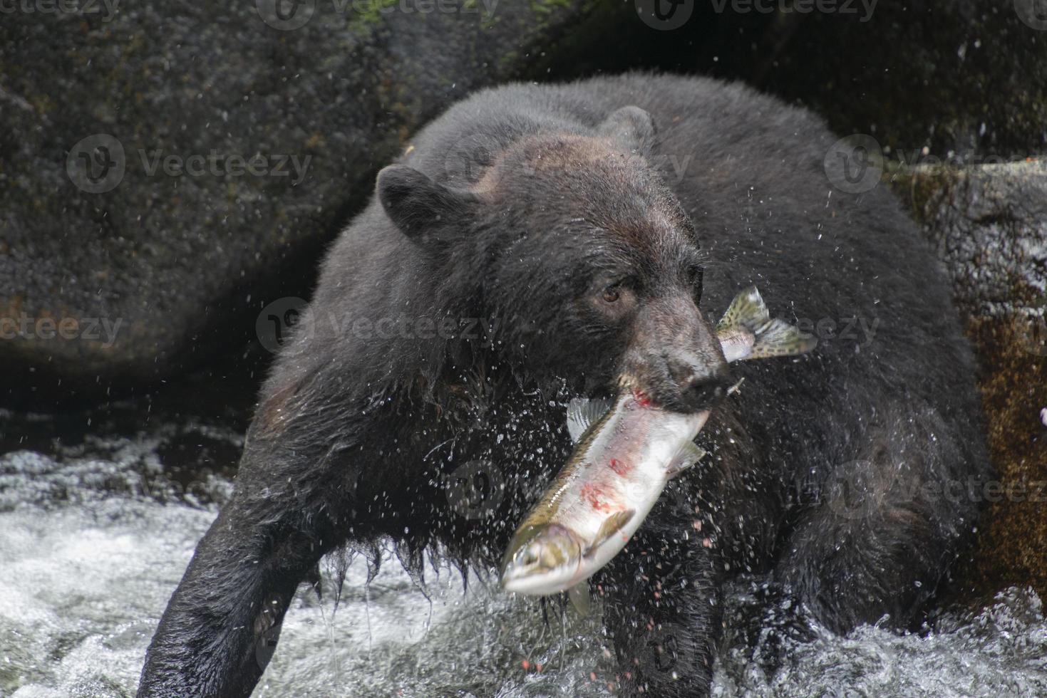 pescando oso negro, anan creek, alaska foto