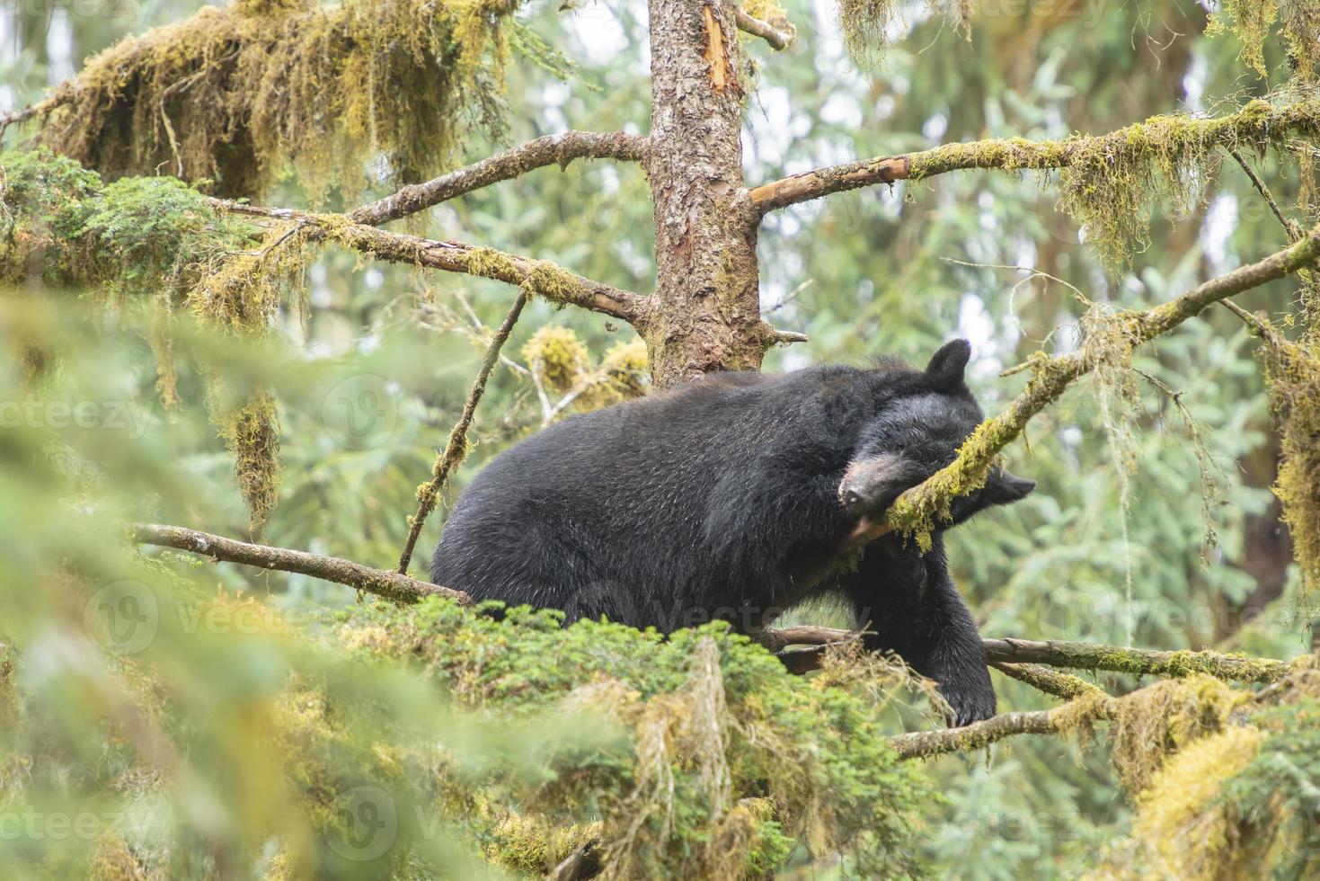 cachorro de oso negro durmiendo, anan creek, alaska foto