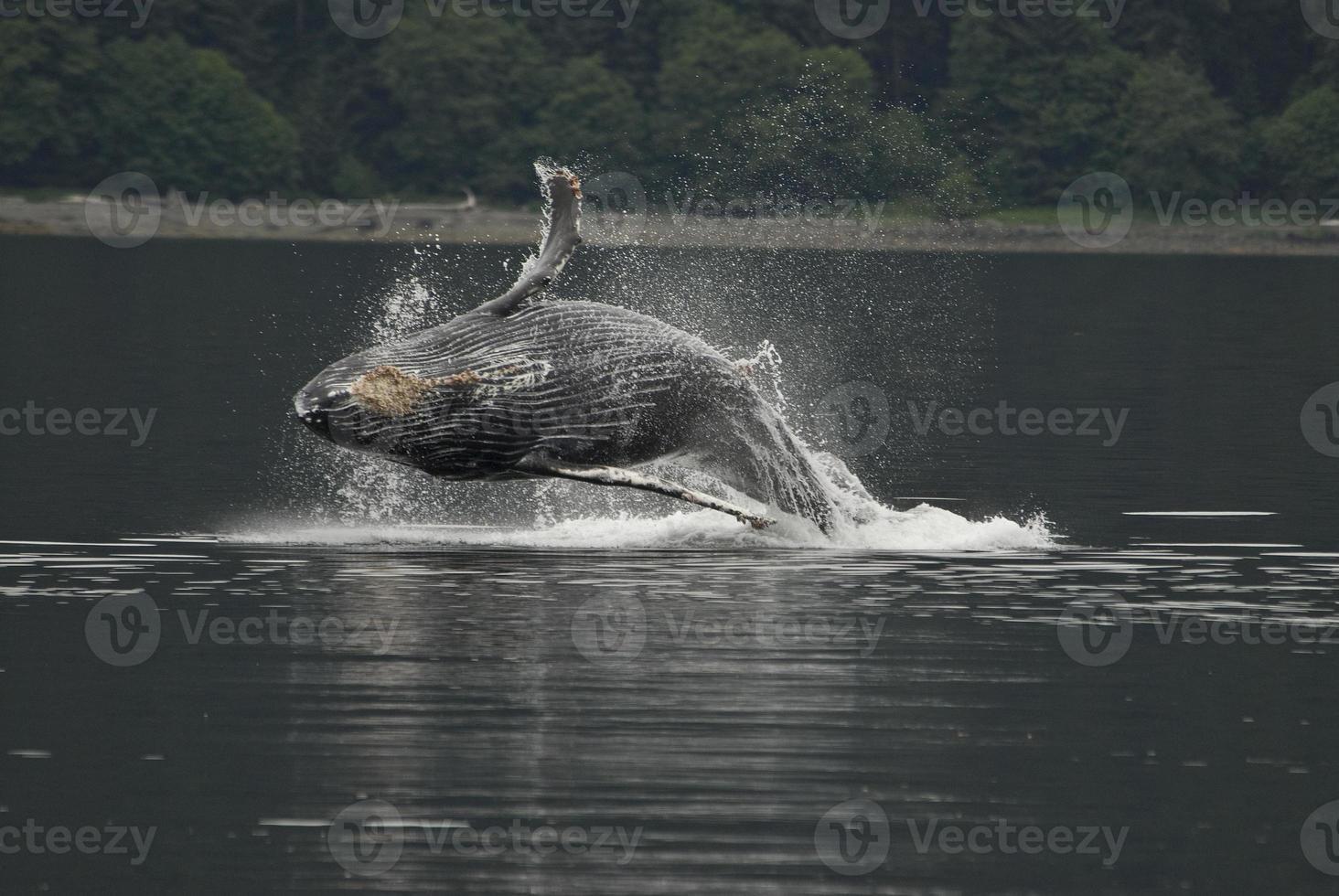 Breaching Baby Humpback Whale photo