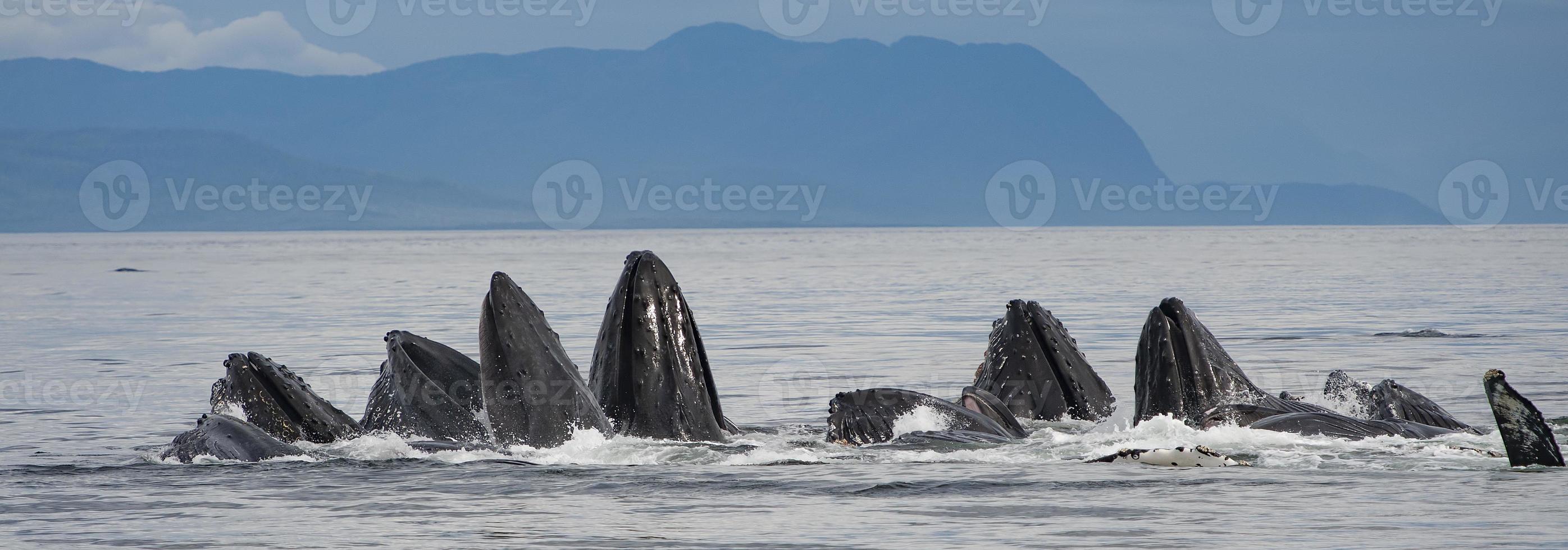 Alimentación de burbujas ballenas jorobadas, Alaska foto