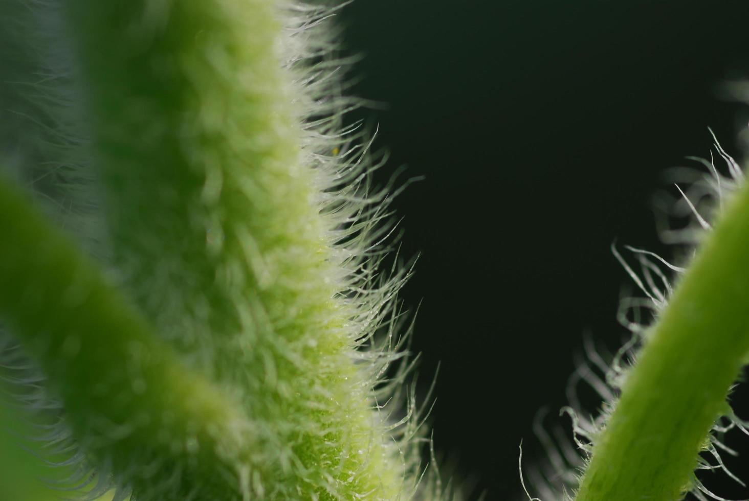 Green bud sunflower close up photo