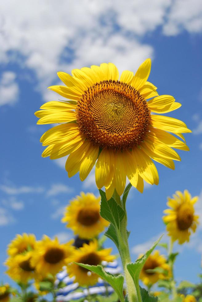 Big sunflower in the garden and blue sky, photo