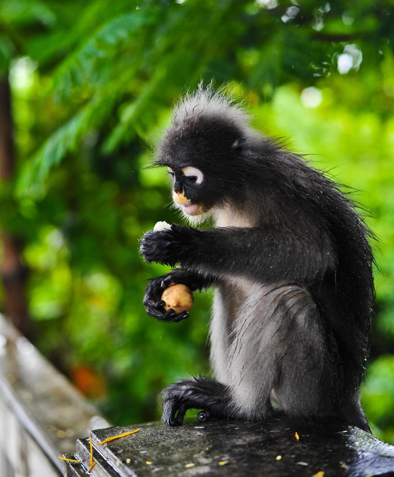 Dusky leaf monkey at Khao Lom Muag, Prachuap Khiri Khan, Thailand photo