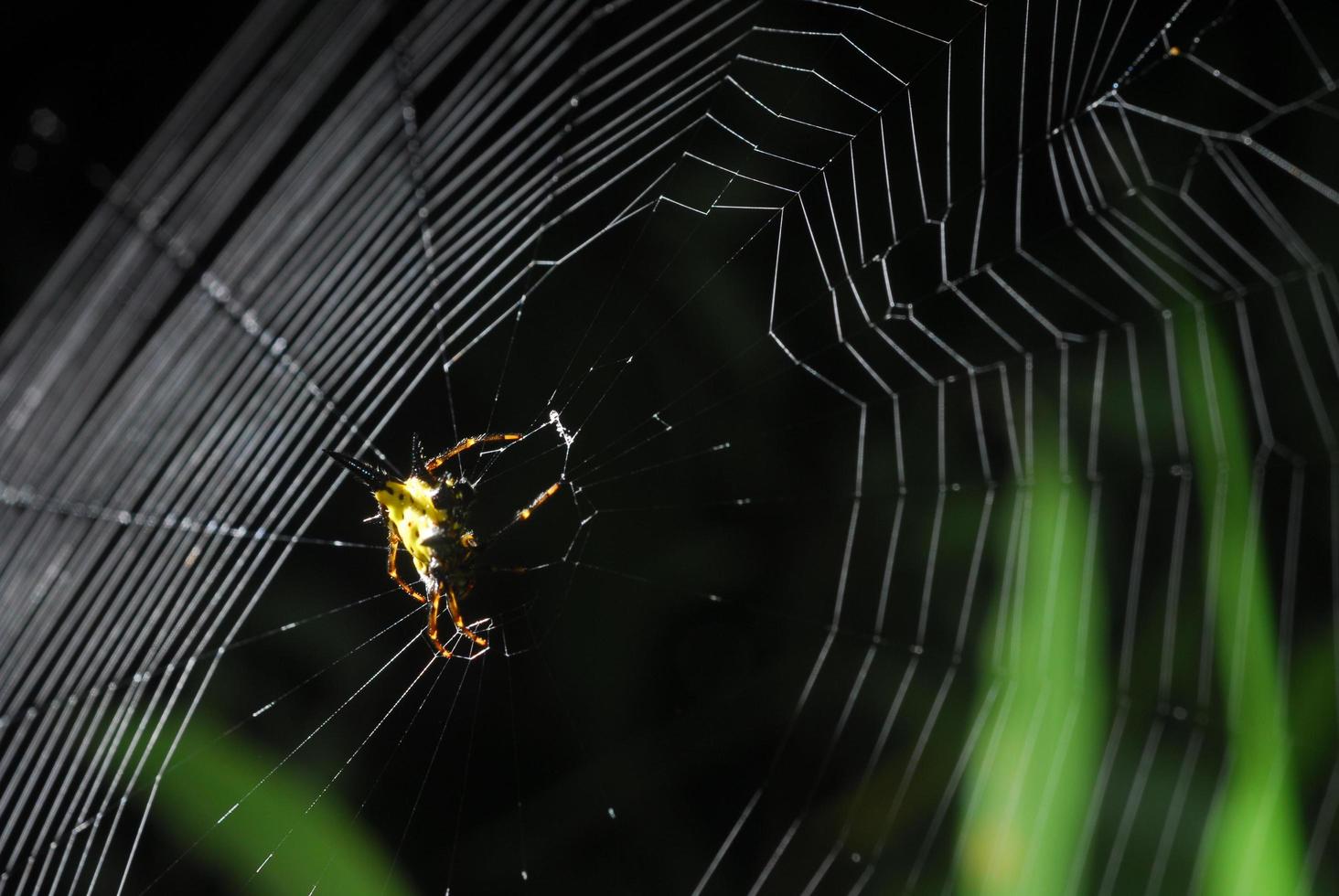 Araña arácnido se asienta en su guarida sobre fondo negro foto