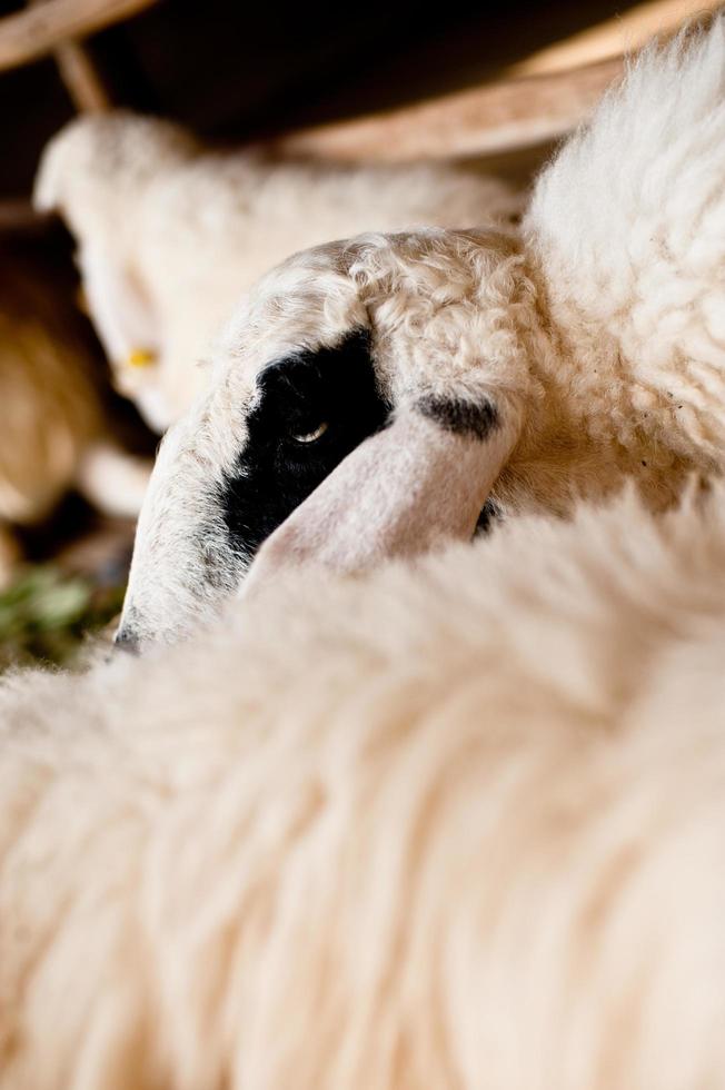 Brown and white sheep lying on the ground. photo