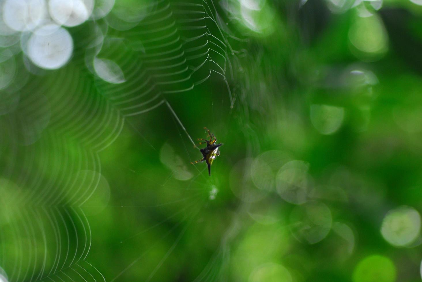 Spider arachnid sits in its lair on black background photo