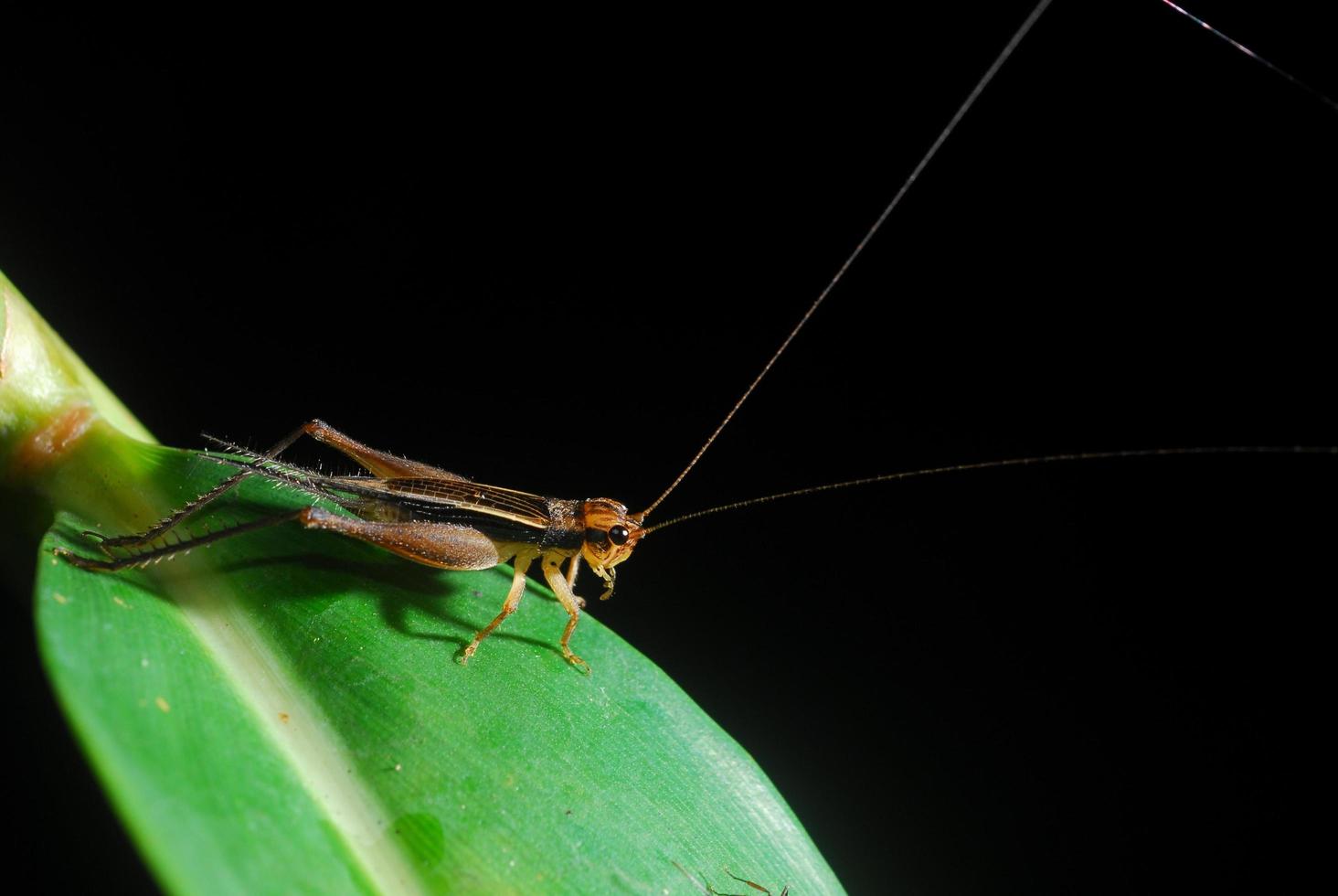 Grasshopper perching on a leaf photo