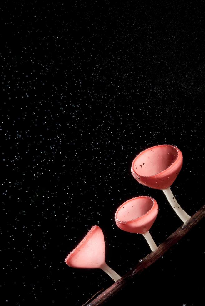 beautiful pink champagne mushroom in rain forest photo