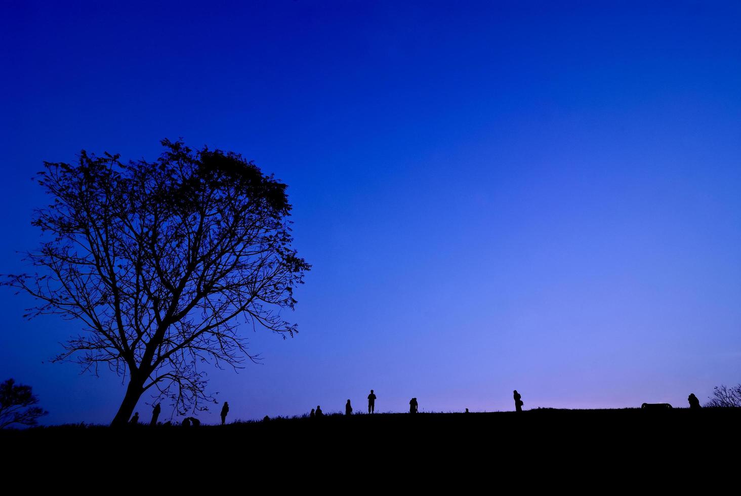 Silueta de joven fotógrafo tomando fotografías cerca del árbol del paisaje durante la puesta de sol foto