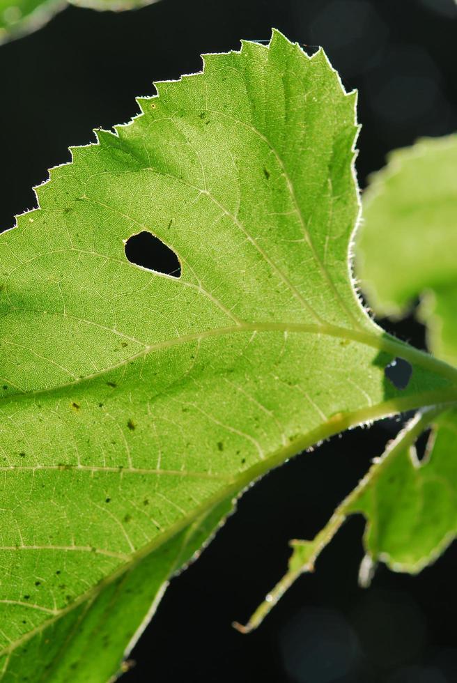 Close up texture of a green leaf as background, with sunlight photo