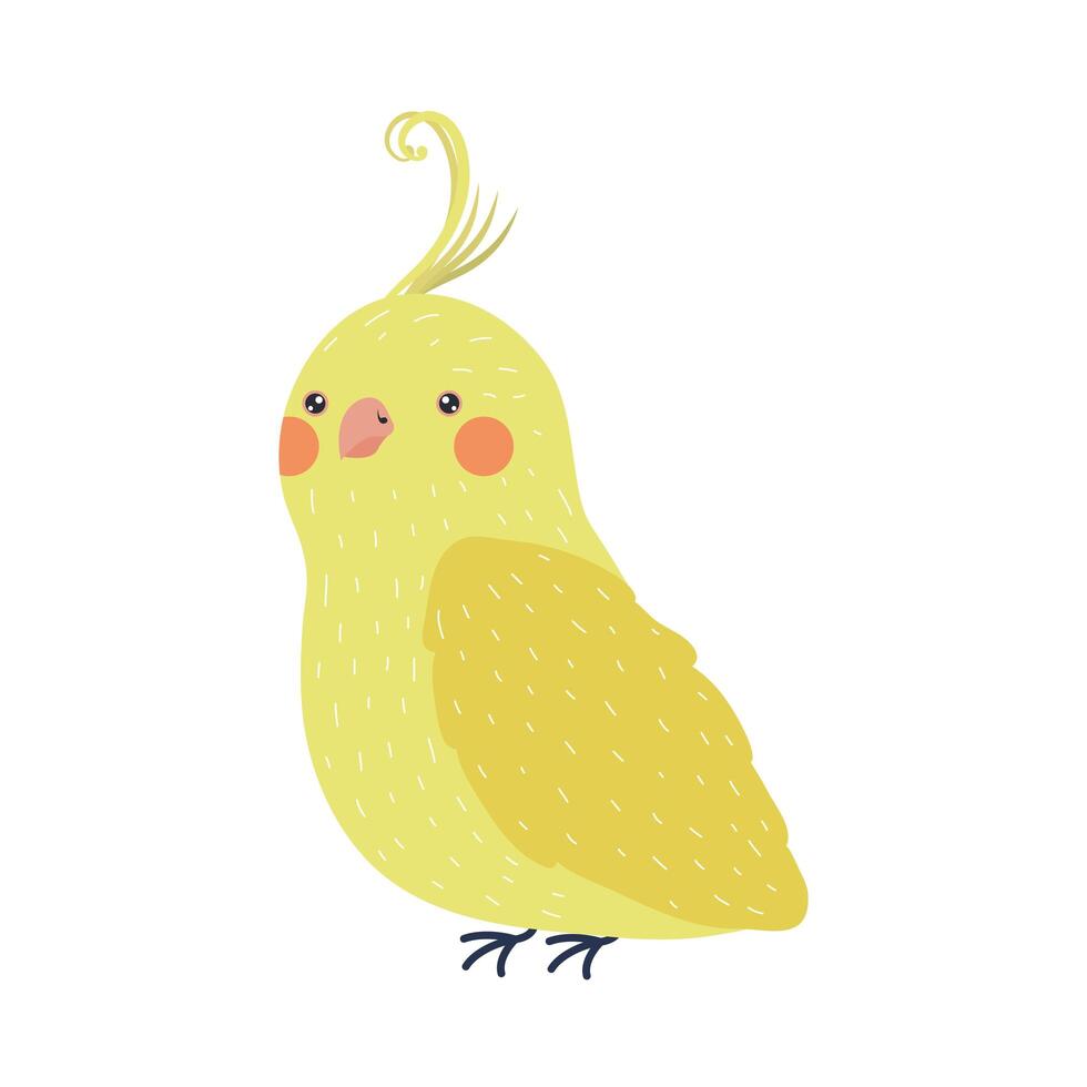 canary bird specie vector