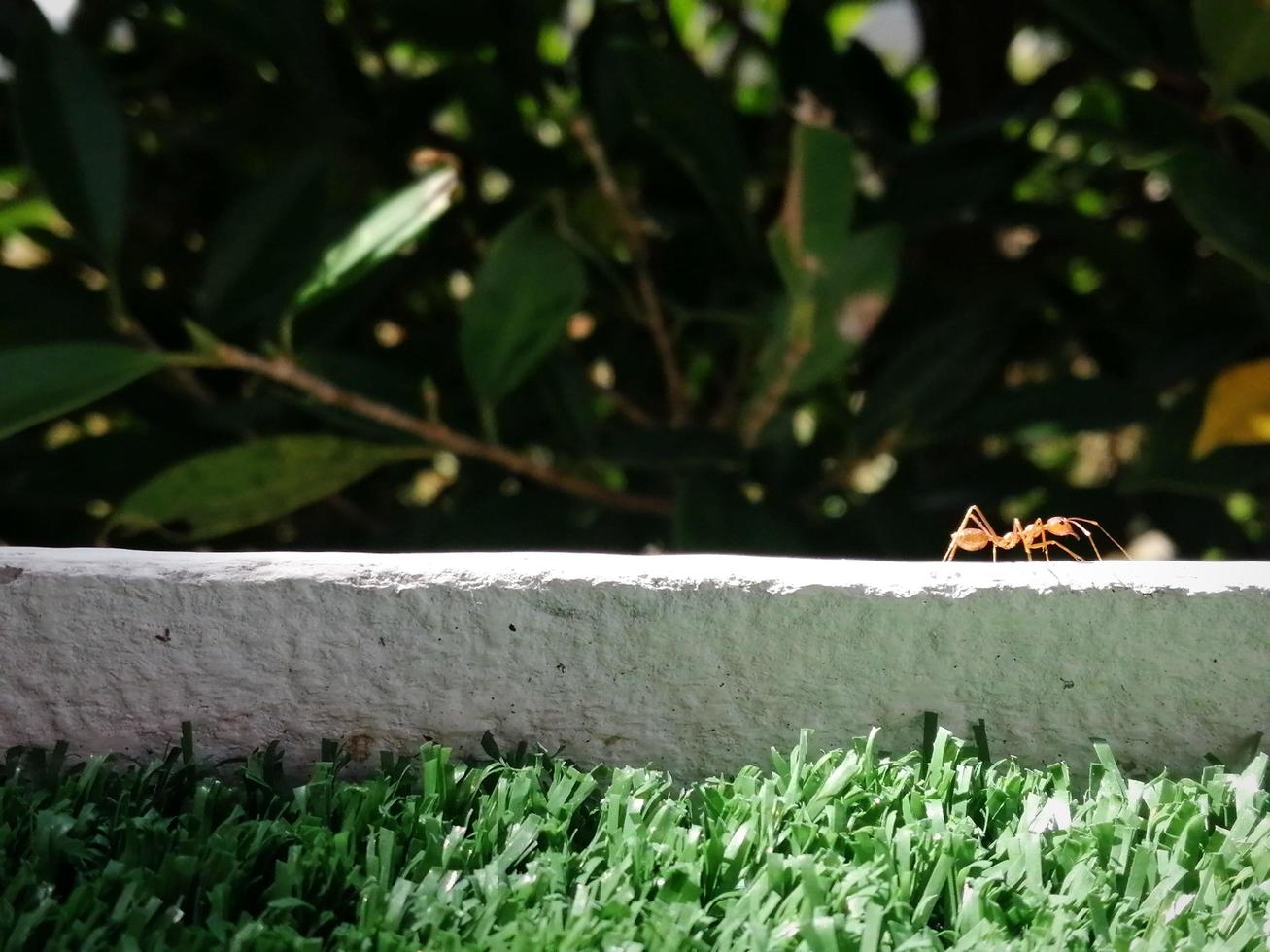 Ant walking on cement wall photo