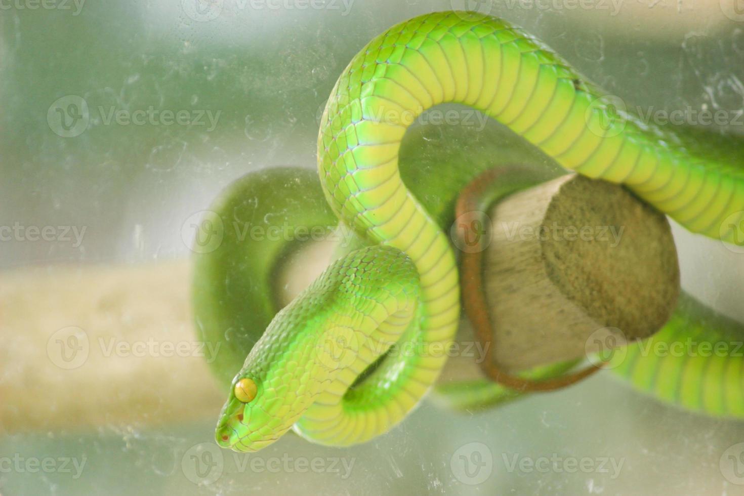 una serpiente llamada cadáver de mar, también conocida comúnmente como víbora verde, es un tipo de serpiente venenosa peligrosa. tiene el nombre científico trimeresurus albolabris foto