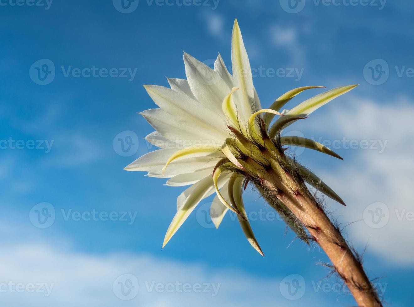 Color blanco con mullido peludo de flor de cactus y fondo de cielo azul foto