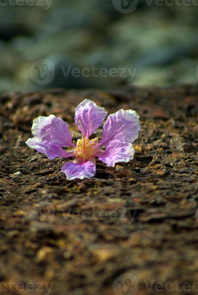 Pink color of Queen's flowers fall on laterite stone floor photo