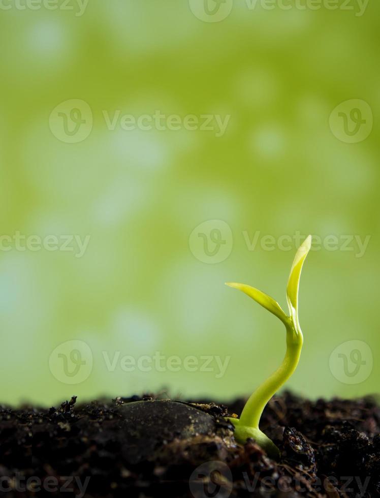 Bud leaves of young plant seeding in forest photo