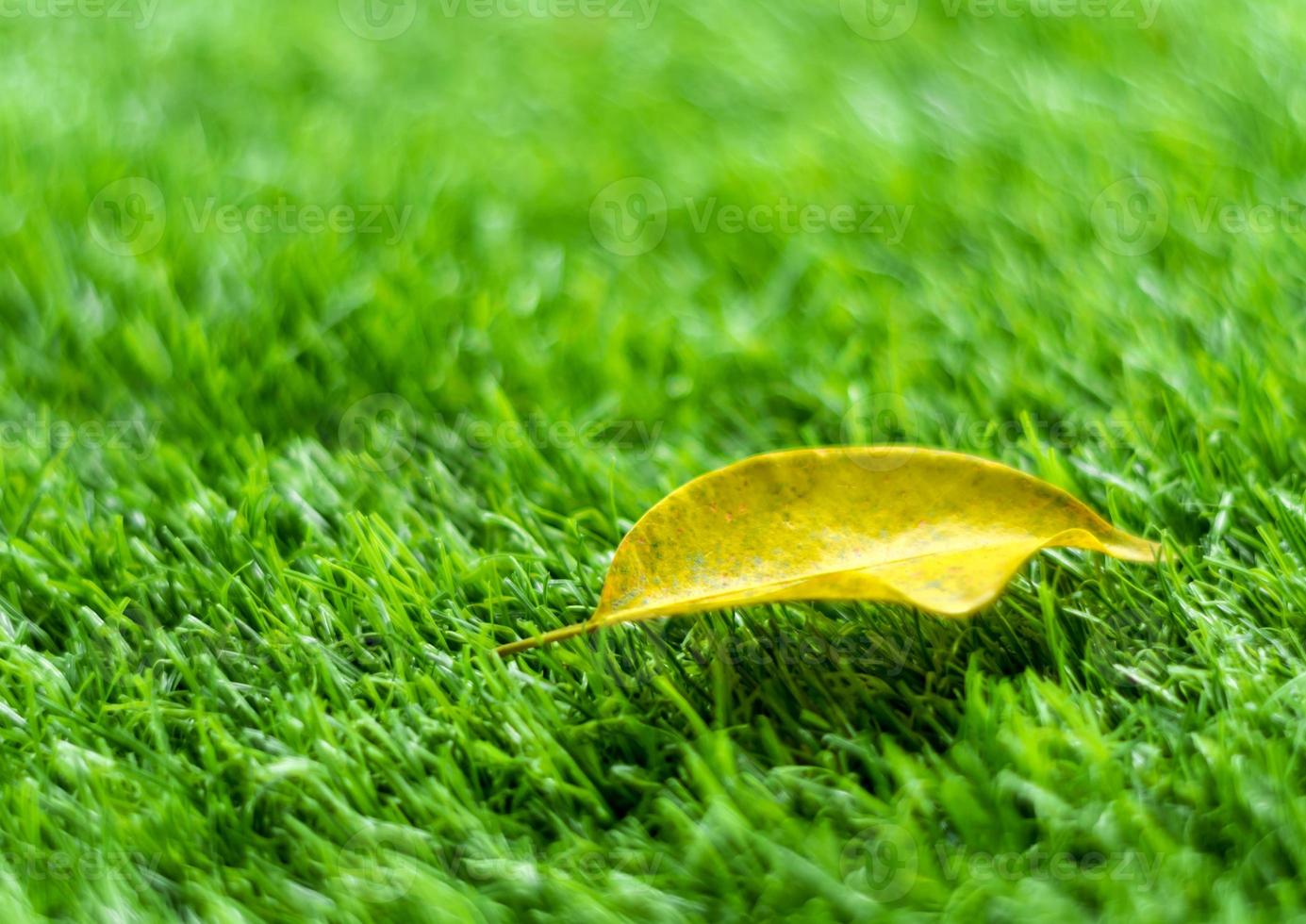 Caída de hojas amarillas sobre el césped artificial por poca profundidad de campo. foto