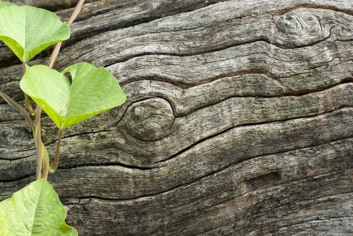 Abstract Surface texture and trenches on the bark of tree trunk photo