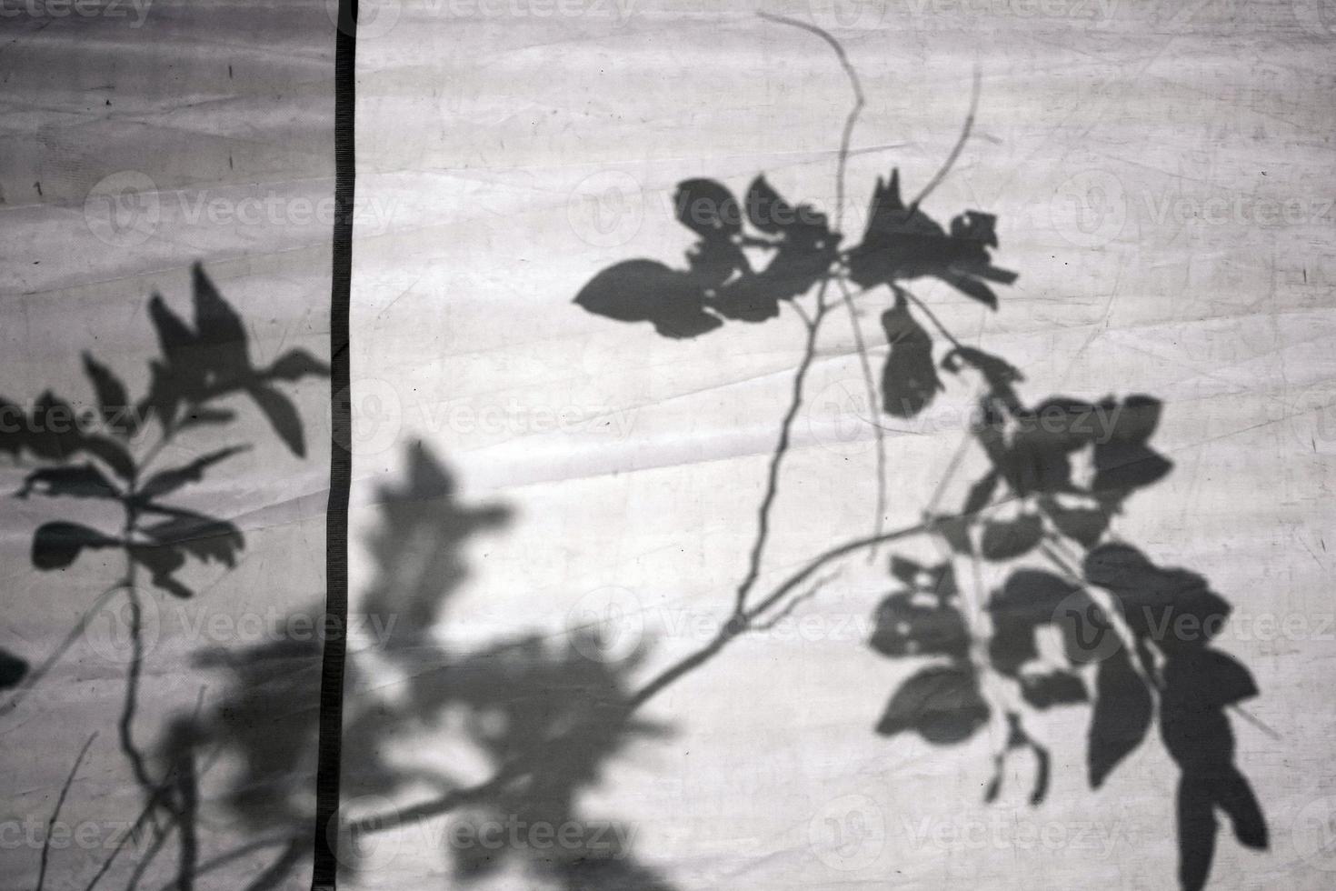 Shadow of tree on white Canvas photo