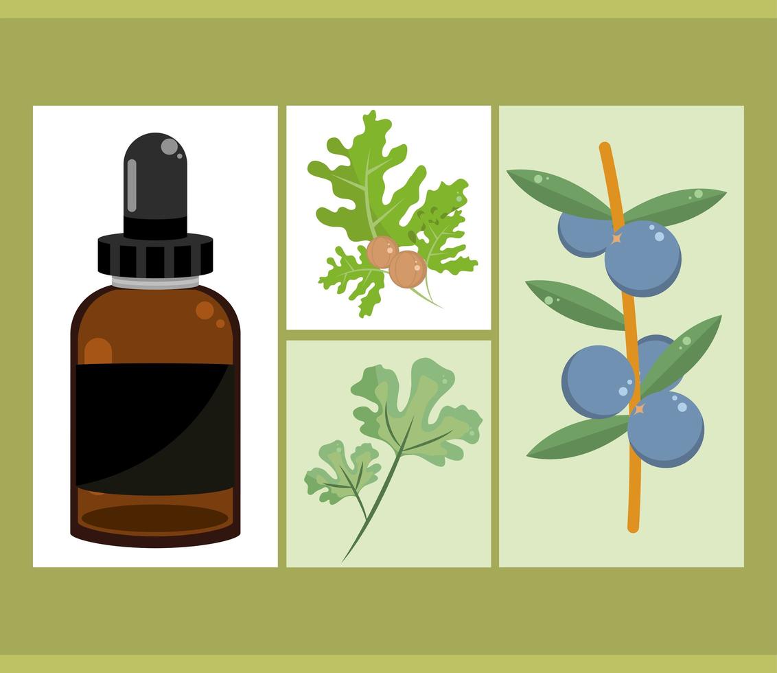 essential oil set vector