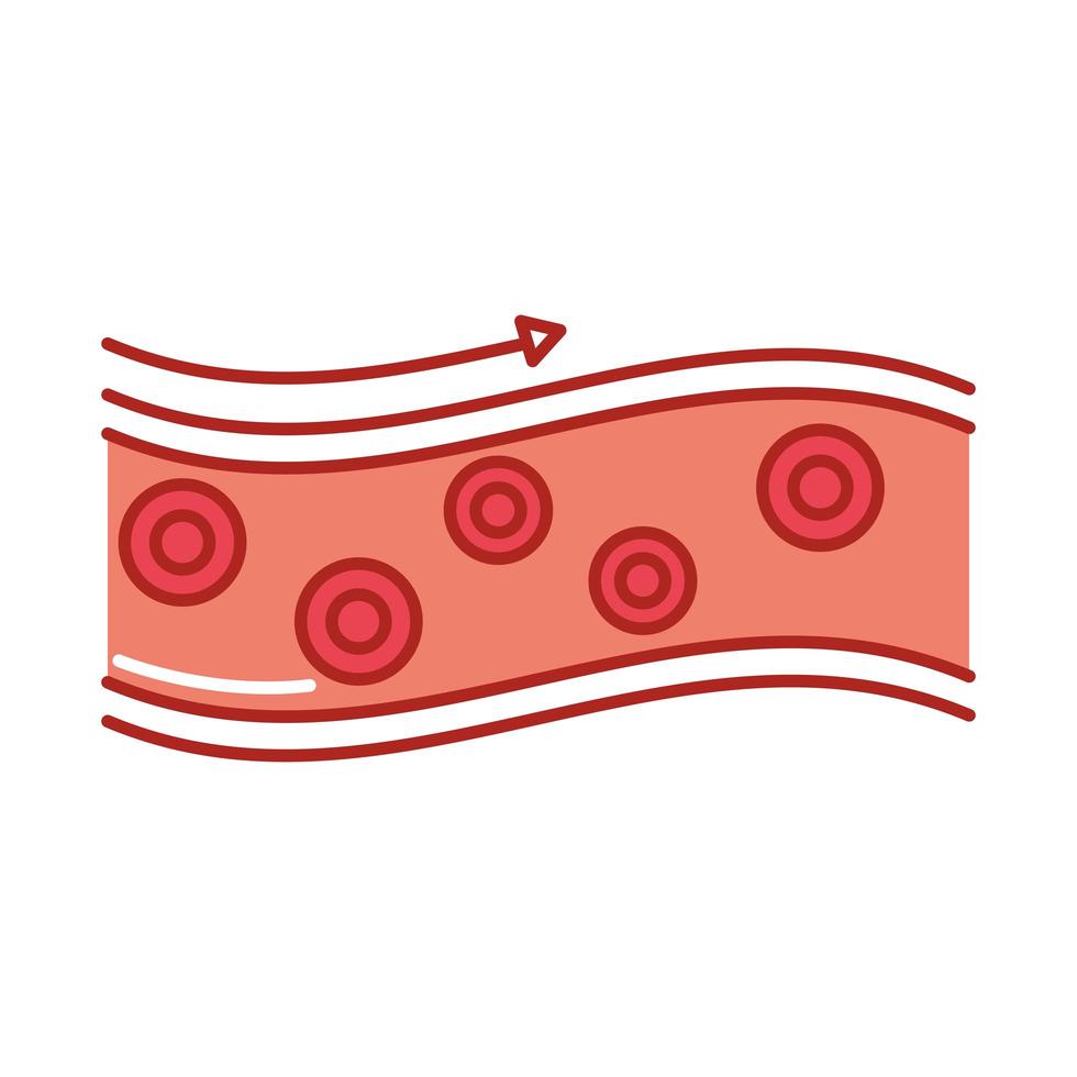 flujo sanguíneo arterial vector