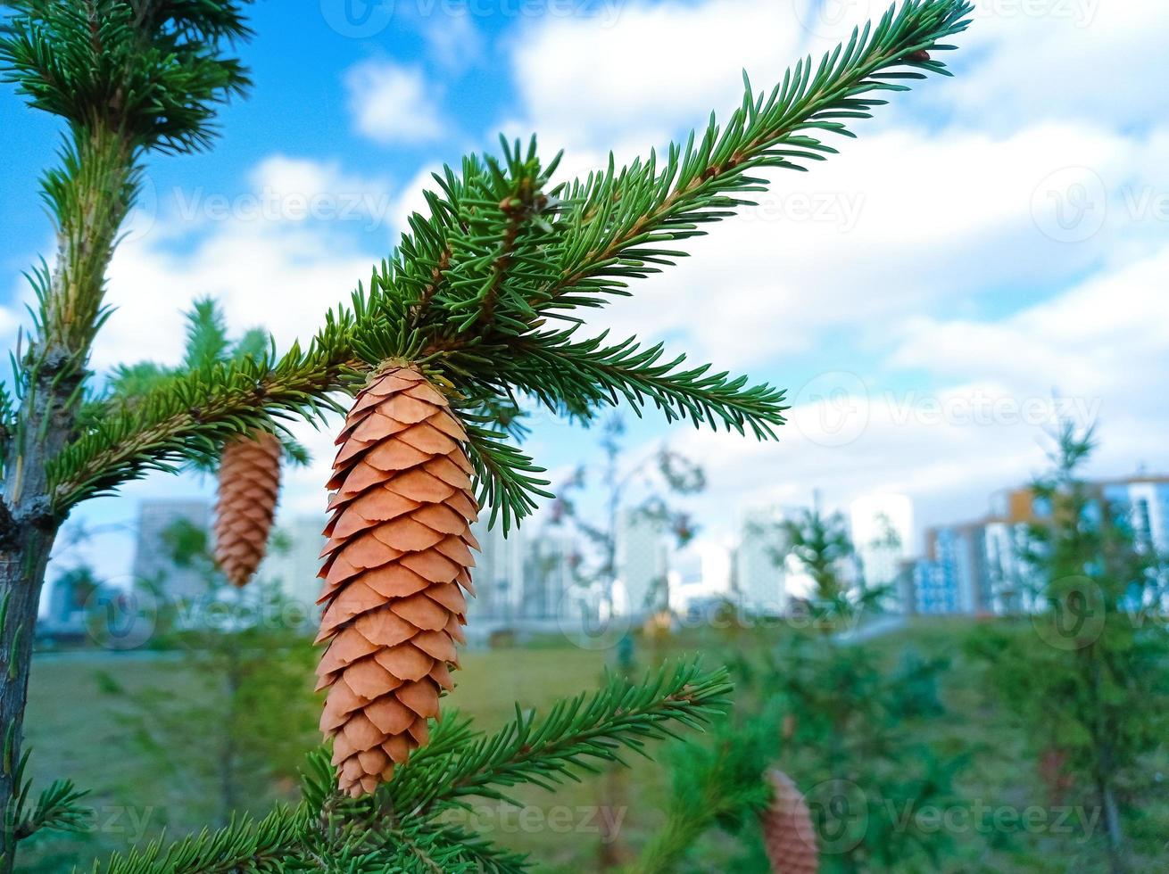 Spruce branch with a cone close-up photo