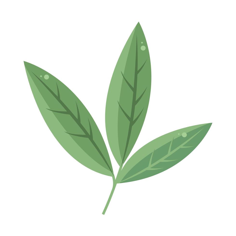 leaves foliage vegetation vector