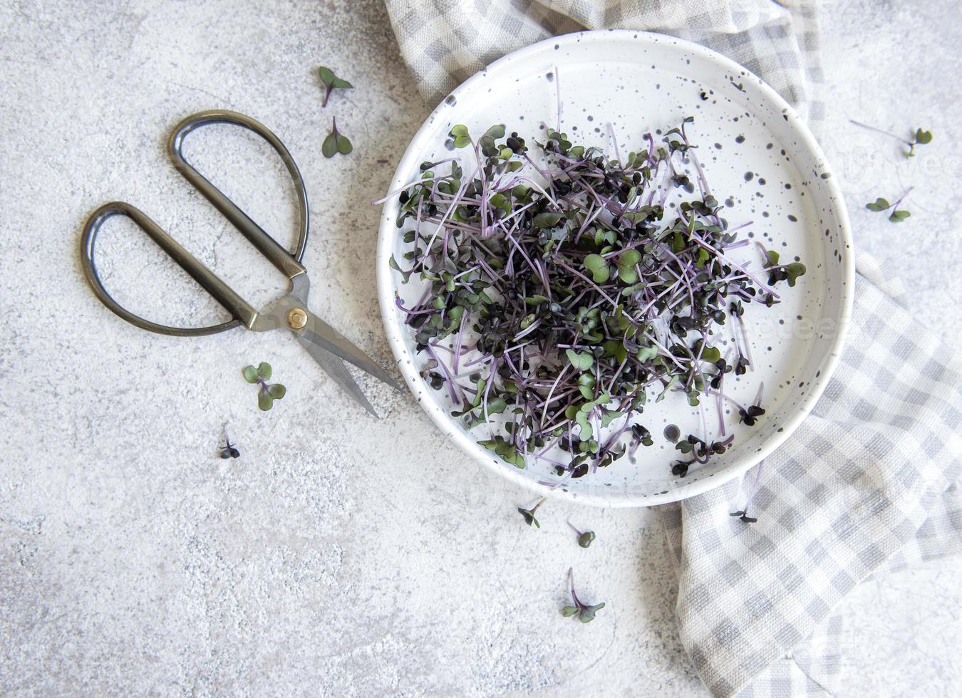 Micro greens. Sprouted Radish Seeds. photo