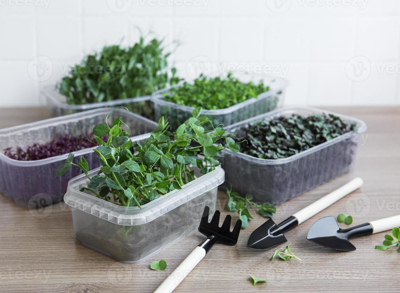 Assortment of micro greens on wooden table photo