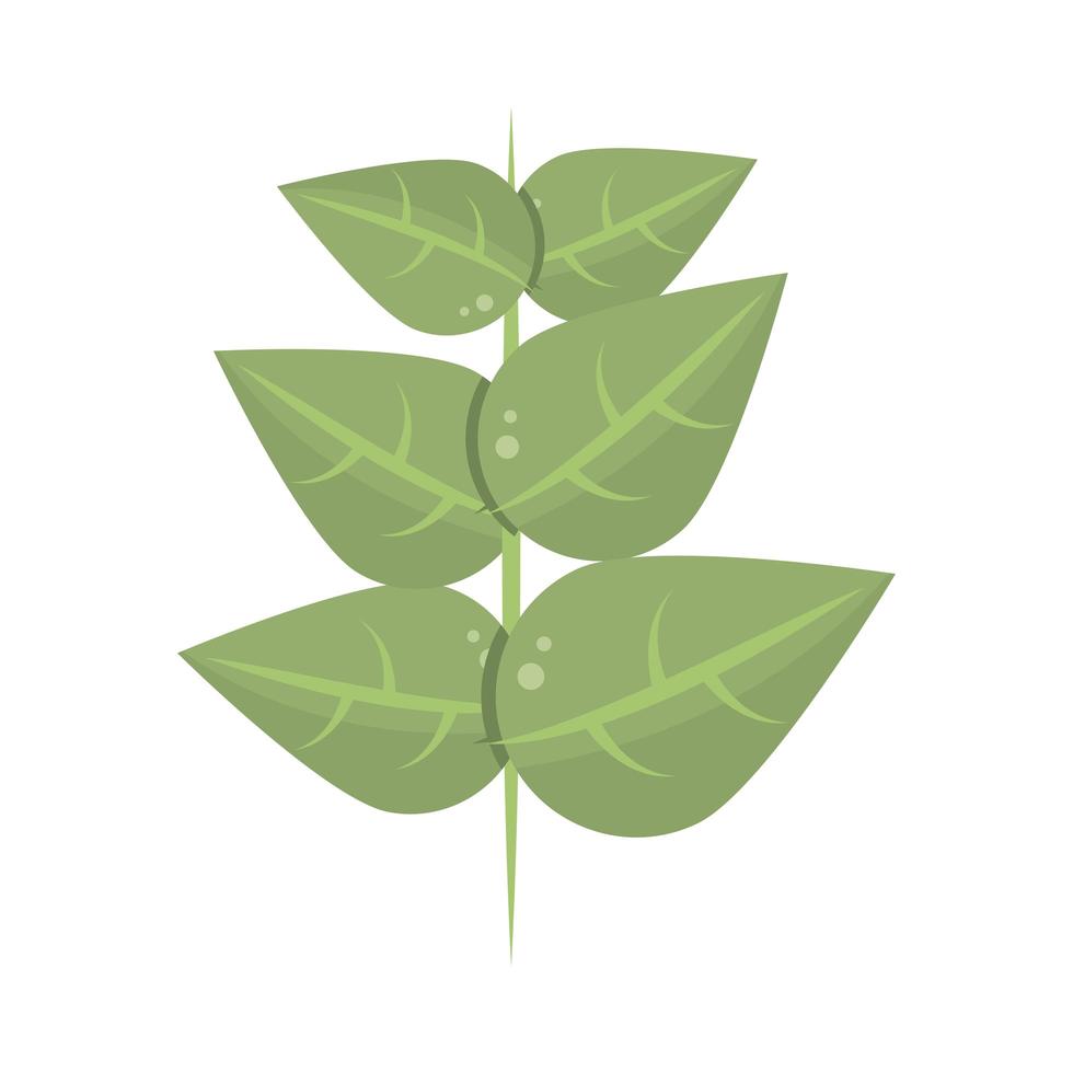 leaves stem herbs vector