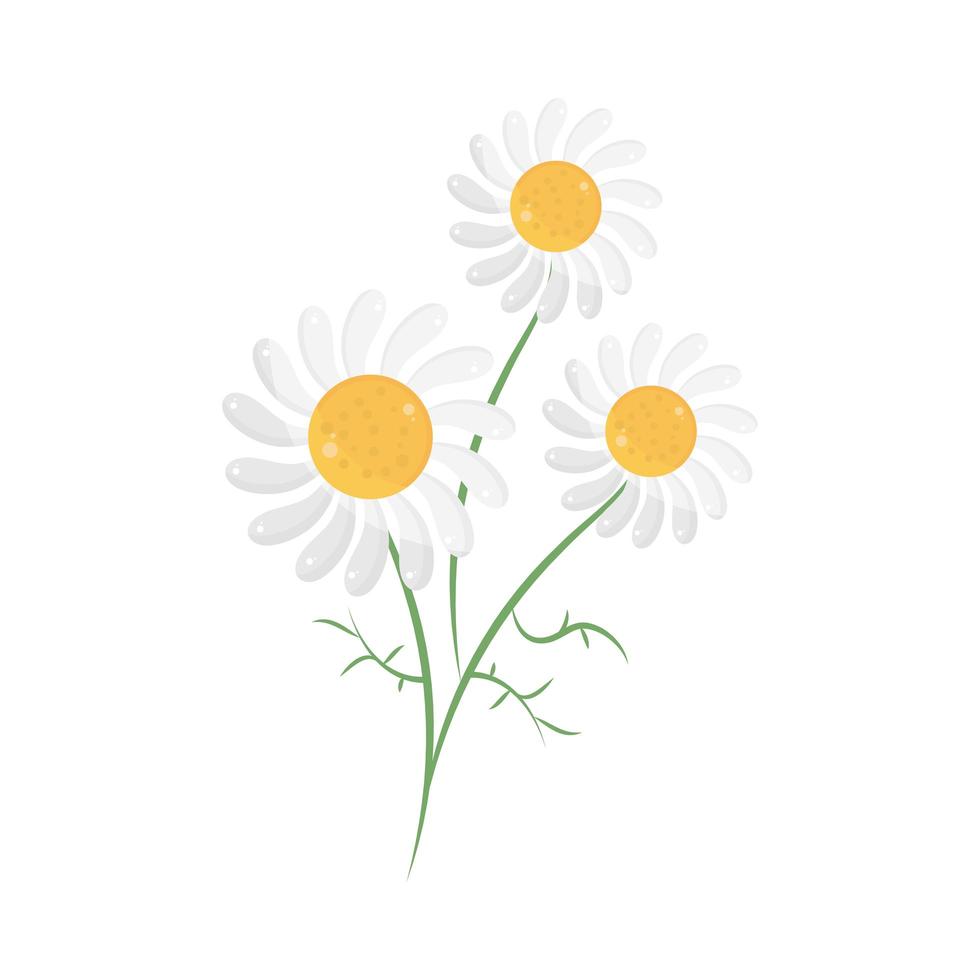 flowers chamomile nature vector