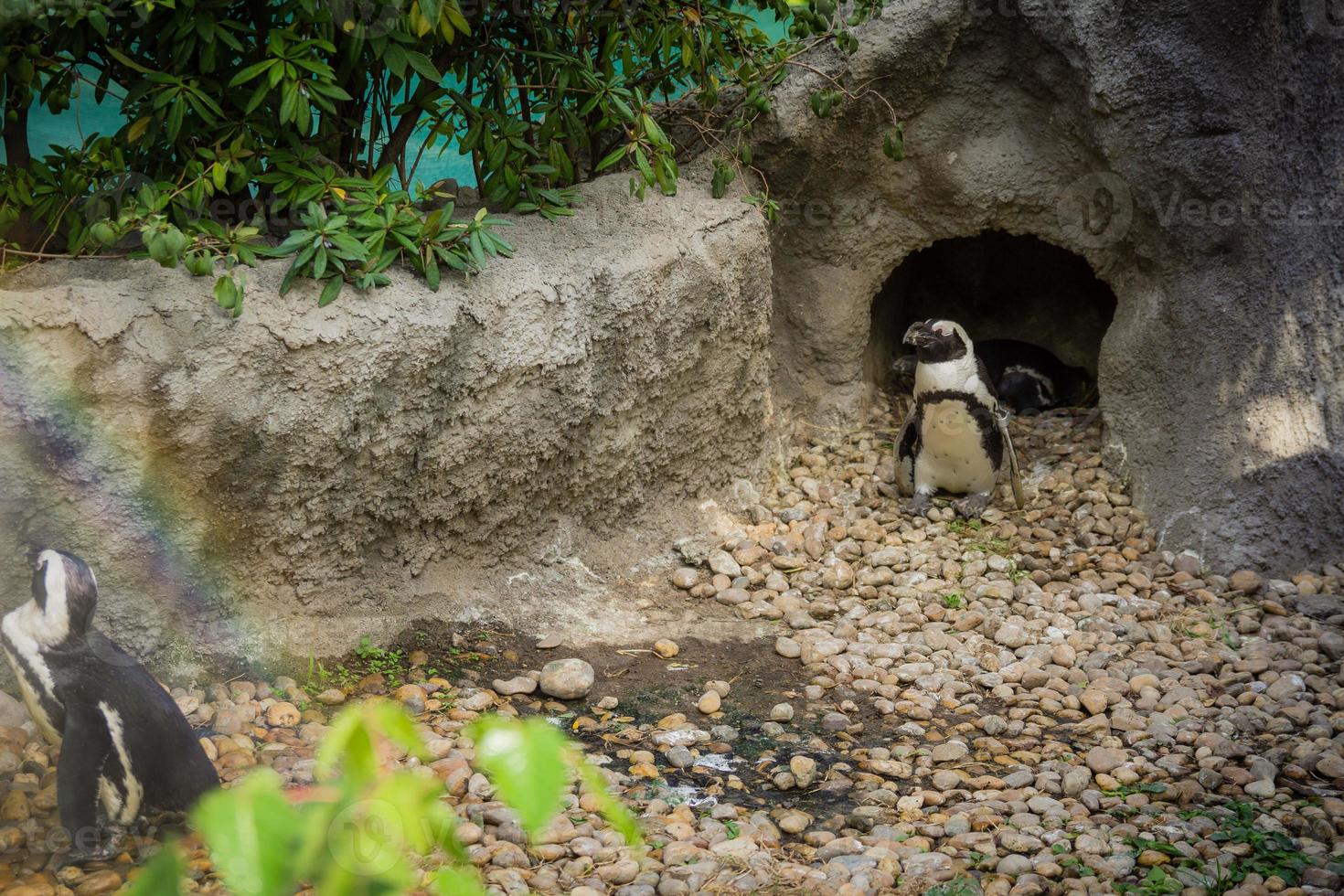 pingüinos en jaula en el zoológico. foto