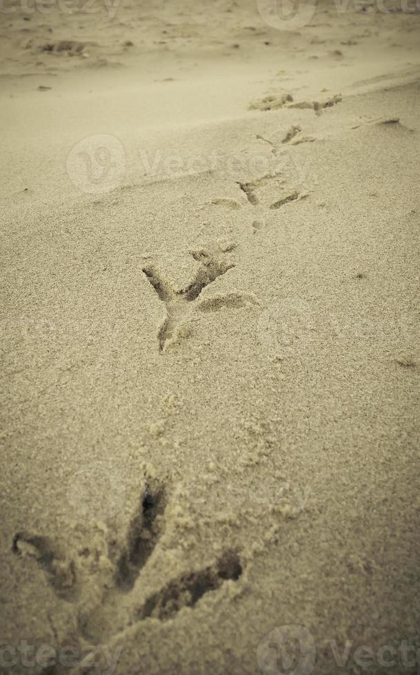 Bird footprints on sand beach photo