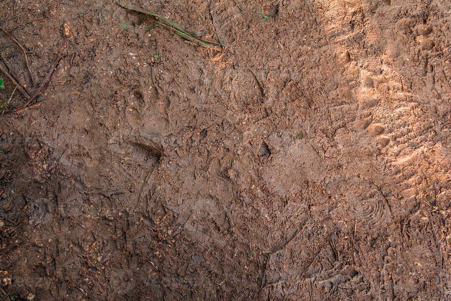 Texture of mud with footprints of animals and people's shoes photo