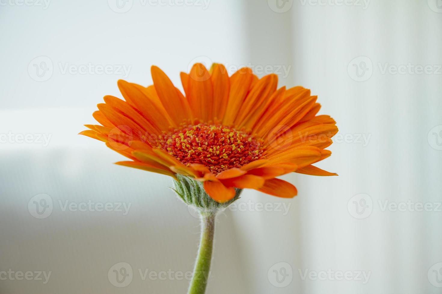 Flor de gerbera naranja sobre fondo blanco. foto