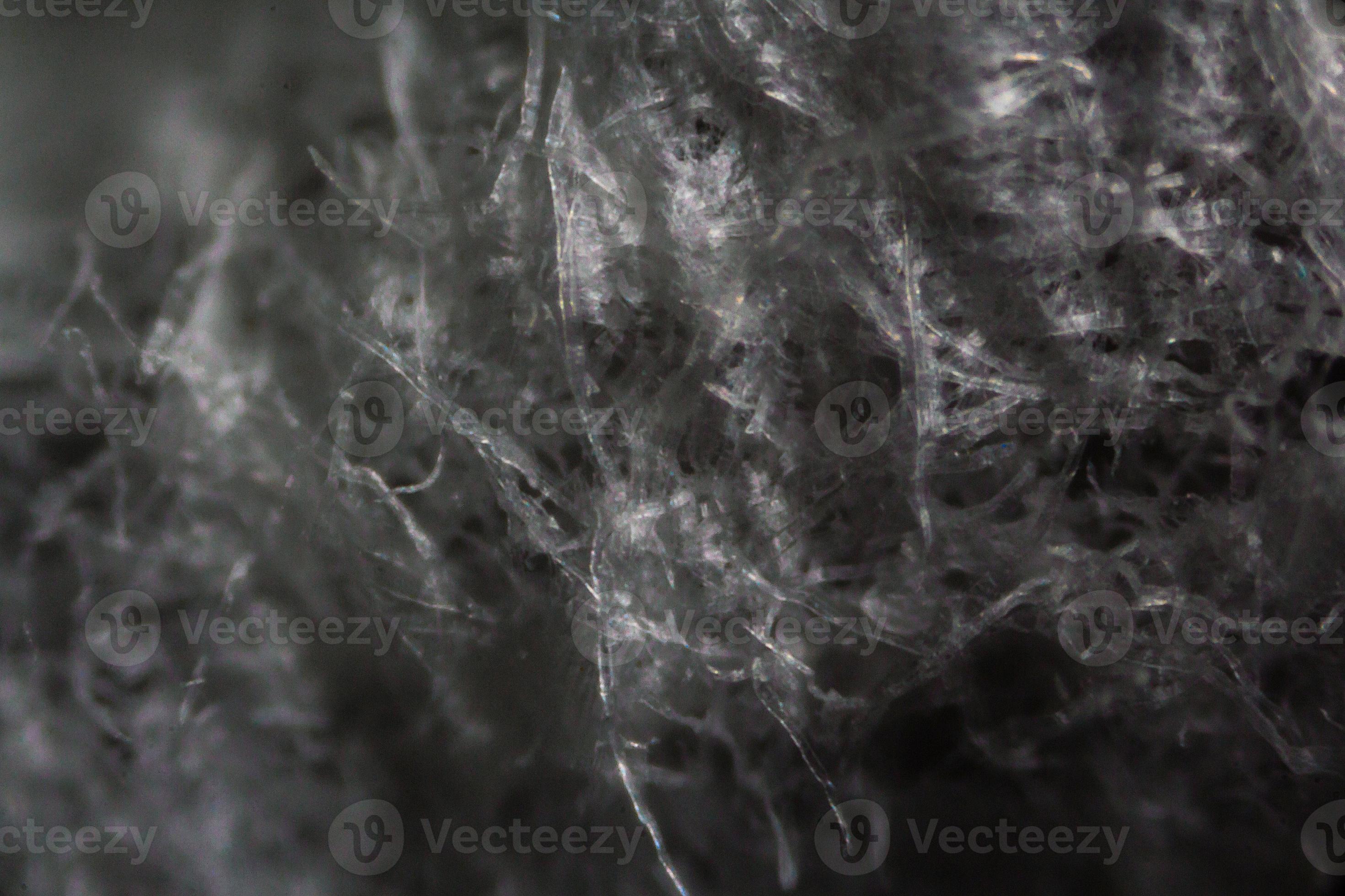 Tissue paper fibers under the microscope 3703342 Stock Photo at Vecteezy