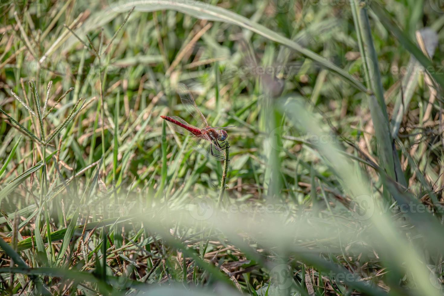 Red dragonfly resting on a leaf photo