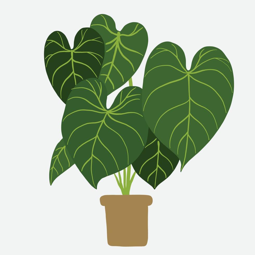 simplicidad philodendron gloriosum houseplant simplicidad dibujo a mano alzada diseño plano. vector