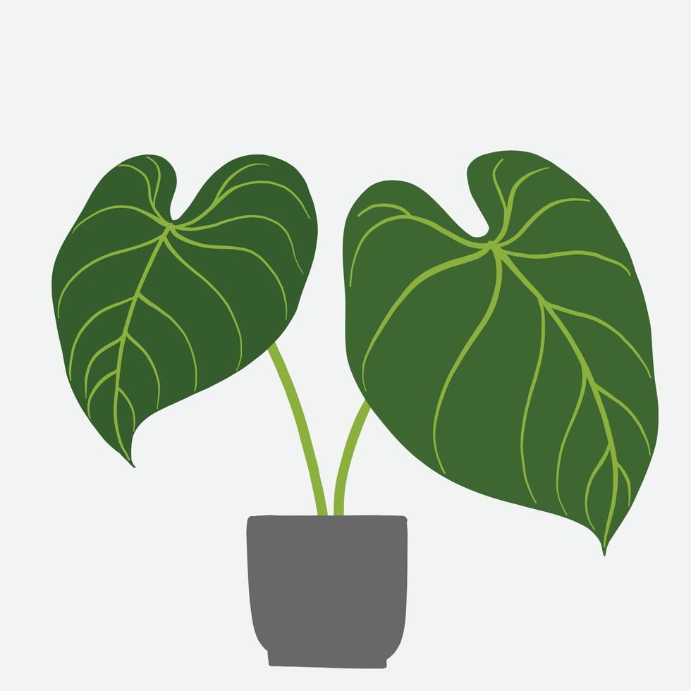 simplicidad philodendron gloriosum houseplant simplicidad dibujo a mano alzada diseño plano. vector