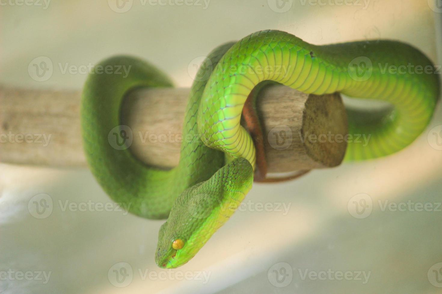 a snake named sea carcass, also commonly known as a green viper is a type of dangerous venomous snake. Has the scientific name Trimeresurus albolabris photo