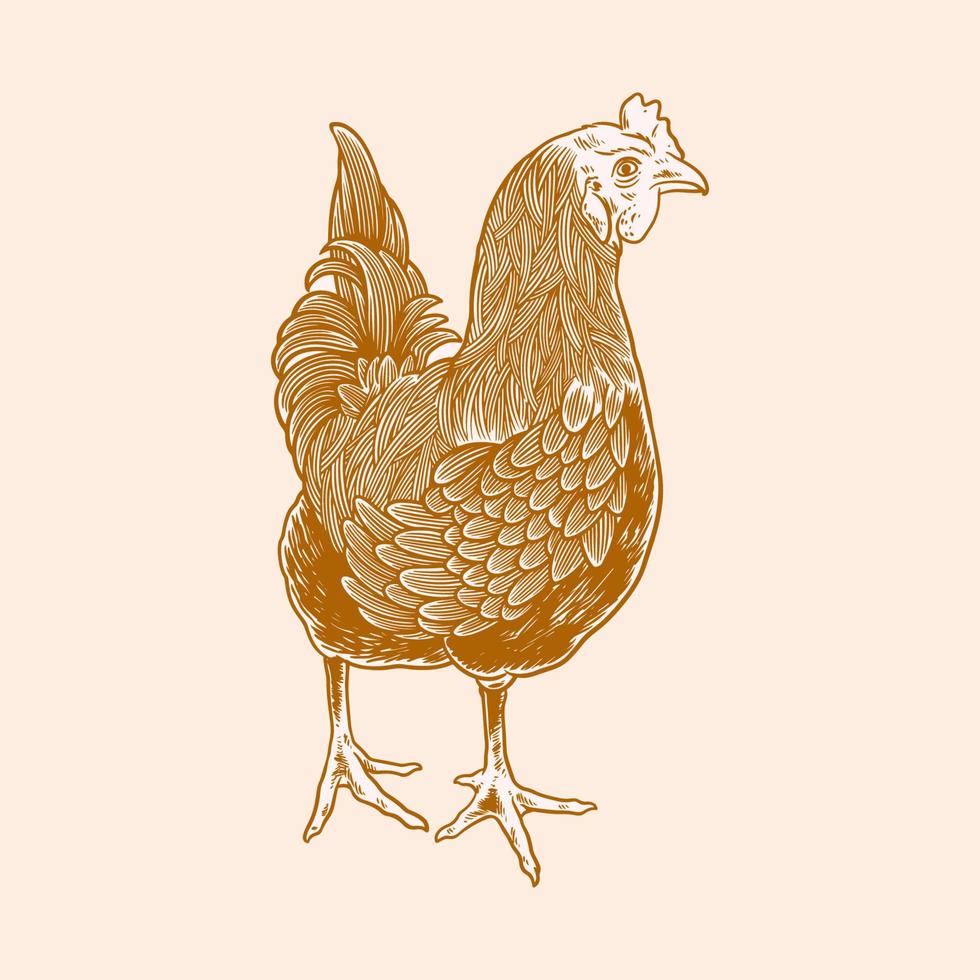 Ilustración de dibujado a mano de pollo. carne de pollo y huevos vintage vector