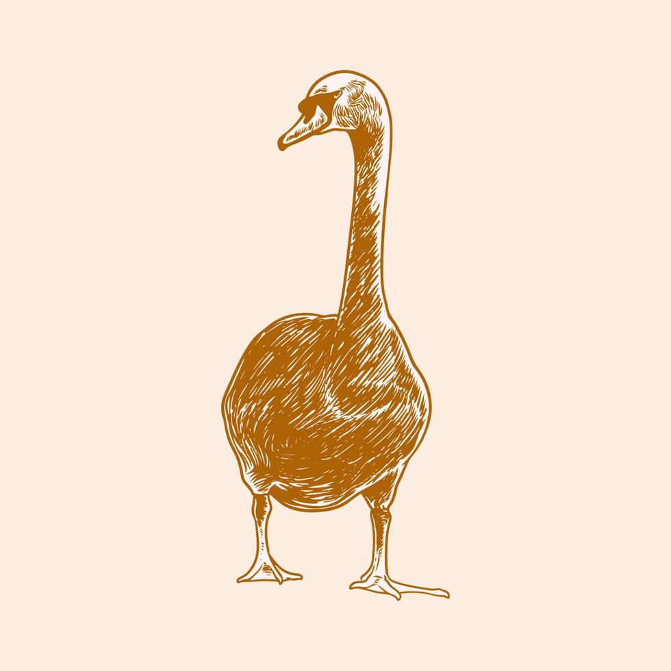 boceto de un dibujo a mano cisne en estilo de grabado vintage. vector